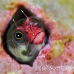 blenny_barnacle_pej_ci_h_0012_cos0556.jpg